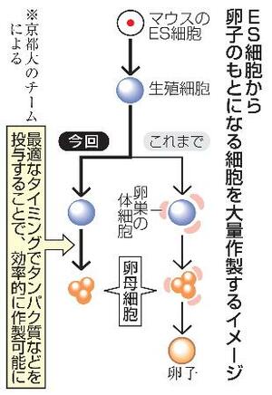 ES細胞から卵子のもとになる細胞を大量作製するイメージ