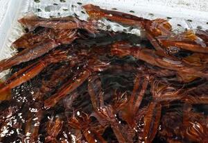 　漁港に戻った漁船のいけすで泳ぐスルメイカ＝６月、北海道函館市