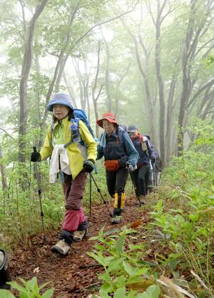 櫛形山脈の山開きイベントで、ブナ林を歩く参加者