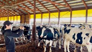 　丸紅が試験提供を始めたスマホアプリで牛の体重を推計する畜産農家＝１０月、北海道