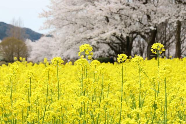 桜と菜の花が見頃を迎えた公園＝９日、新潟市西蒲区松野尾の上堰潟公園