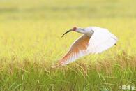 トキ放鳥、能登の空舞う