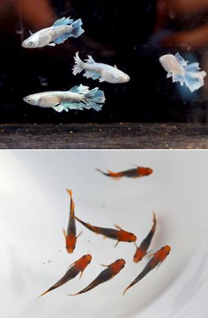 色鮮やかで形もさまざまなメダカ。写真は「グラディオ」(上)と「かぐや」=新潟市西蒲区の「耀!めだかシーサイド」