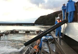 トラックの水槽からギンザケをいけすに入れる作業=12月14日、佐渡市和木