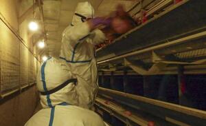 2024年12月、愛媛県西条市で発生した鳥インフルエンザの殺処分作業(同県提供)