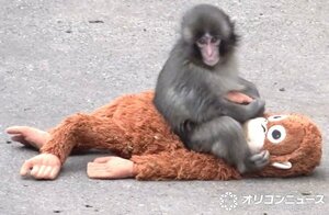 子ザルのパンチ （C）ORICON NewS inc.