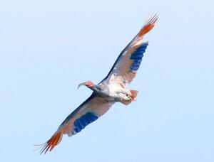 本州で初めて放鳥され、石川県能登地域の空を舞うトキ。個体識別のため翼は青色などで着色されている＝５月３１日、石川県羽咋市