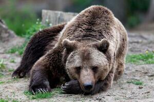 　ルーマニアの保護区のヒグマ＝２０１４年５月（ロイター＝共同）