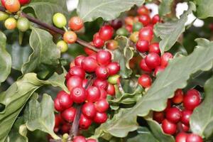 　コーヒーの実＝２月、長野県上田市