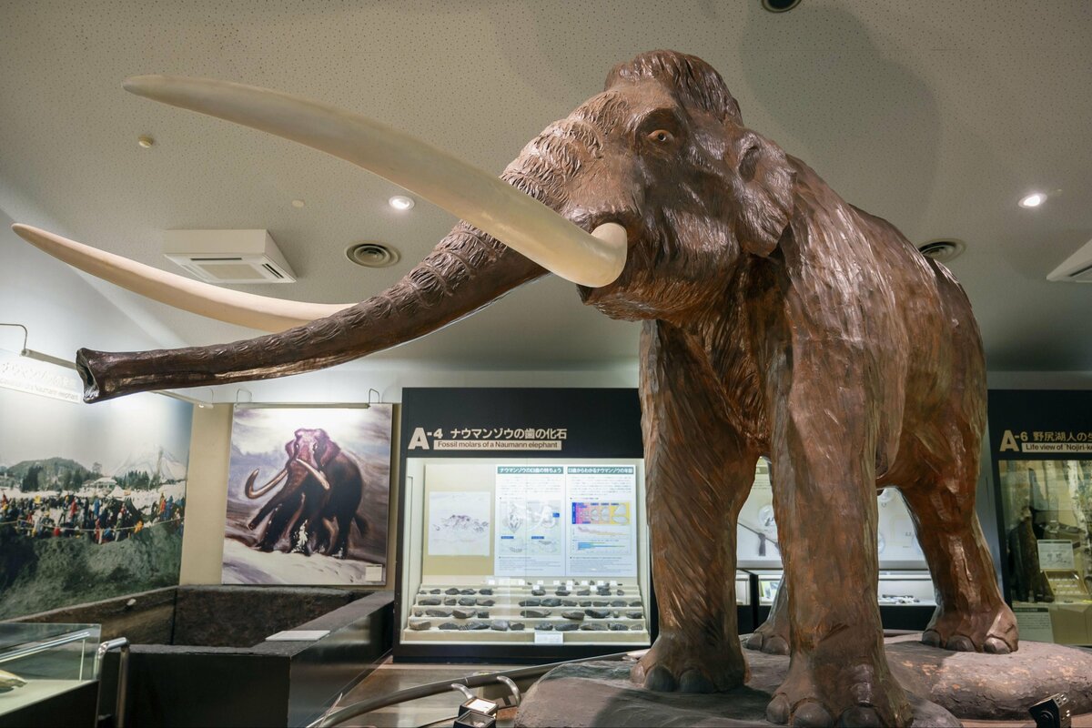 ナウマンゾウの絶滅、1万年早かった？東海大などのチームが化石の分析