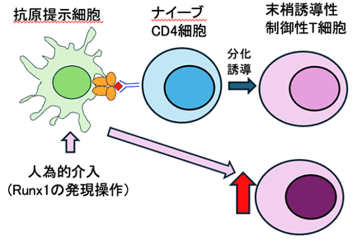 制御性T細胞を産み出す細胞の操作法を発見－外来性抗原への過剰な免疫