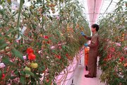長岡市とＩＮＰＥＸ、ミニトマト栽培の実証事業大詰め…収量、品質◎商業化へ手応え　農家への普及に課題も