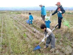サドガエルを探す「引っ越し大作戦」の参加者＝佐渡市