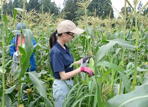 スイートコーンの収穫を体験する新潟食料農業大の学生=津南町
