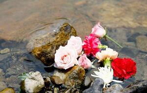 2020年7月豪雨の犠牲者を悼み、球磨川支流の川内川に流された花=4日午後、熊本県球磨村