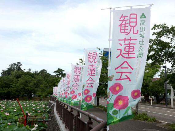 観蓮会をPRするのぼり旗=18日、上越市