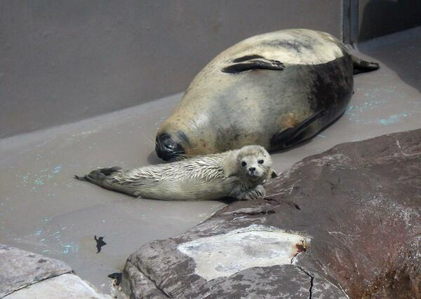 4月4日に生まれたゴマフアザラシの赤ちゃん(手前)。奥は母親のきなこ=5日、新潟市水族館「マリンピア日本海」