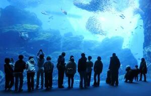 　水槽を泳ぐ魚たちを見つめる客＝仙台市宮城野区の「仙台うみの杜水族館」