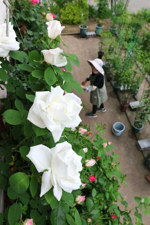 花々が咲き誇っているアトリエ「Shinla」の庭=長岡市川口中山
