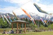 南魚沼市の滝谷農村公園に100のこいのぼり、登川の空を悠々…地元小学生のメッセージ入りも♪5月8日まで