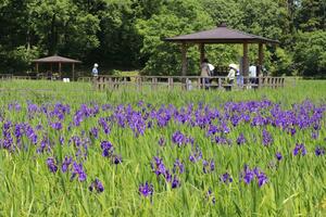 柏崎・夢の森公園で見頃を迎えているカキツバタ＝１３日、柏崎市軽井川