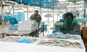 停電で製氷設備を動かせない中、小木地区で勝った氷で出荷作業する赤泊地区の漁業者=12月20日正午ごろ、佐渡市徳和