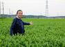 茶畑を紹介する首都圏アグリファームの水本達也代表=10月、埼玉県入間市