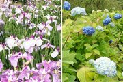 下越花巡り♪阿賀野市「瓢湖あやめ園」ハナショウブ鮮やか、胎内市「板額ほたるの里」アジサイかれんに♡