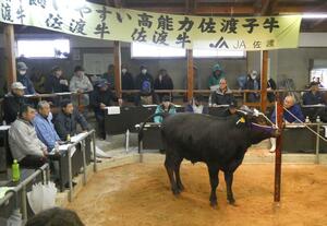 県内外から参加した業者が見つめる中で行われた子牛の競り＝２日、佐渡市北川内の高千家畜市場