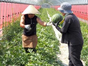 ハウス団地でスイカを収穫する男性(左)=新潟市西区