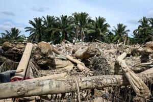 　集落を覆った無数の流木＝２４日、インドネシア・スクムール（共同）