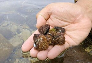 島でダマと呼ばれる巻き貝=6月上旬、粟島浦村