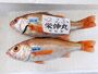 「高規格のどぐろ」の基準を満たしたノドグロ(新潟県提供)