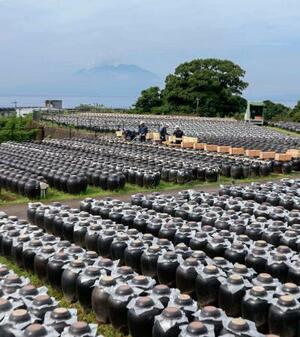 一面に広がる「つぼ畑」で進む黒酢の仕込み作業。奥は桜島=11日午前、鹿児島県霧島市