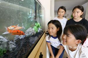 水槽で泳ぐ錦鯉を眺める大形小の児童たち=9月5日、新潟市東区大形本町2