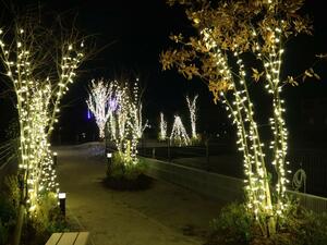 分譲地内の公園で行われているイルミネーション=新潟市女池3