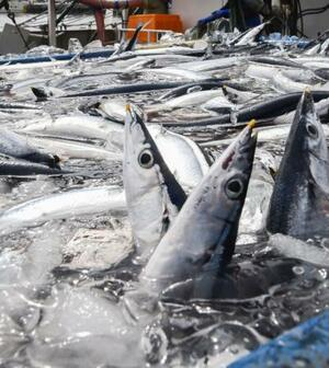 銚子漁港で水揚げされたサンマ=2025年9月、千葉県銚子市