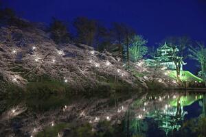 ライトアップされた桜=9日、上越市の高田城址公園