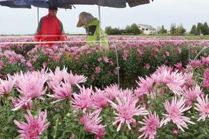 出荷の最盛期を迎え、小雨の中で収穫される食用菊「カキノモト」=10月8日、新潟市南区保坂