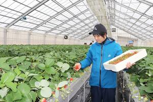 赤く色づいた越後姫を収穫する飛田明俊さん＝柏崎市岩上