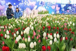彩り豊かなアイスチューリップの展示＝２４日、長岡市宮本東方町
