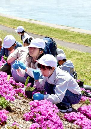 五十嵐川の堤防に芝桜を植える一ノ木戸小児童＝三条市