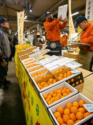 　宮崎市中央卸売市場で行われた完熟キンカン「たまたま」の初競り＝１５日午前、宮崎市