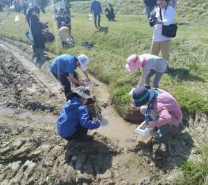 田んぼやあぜ道、水路で生き物を探す児童ら＝４月２６日、佐渡市豊田