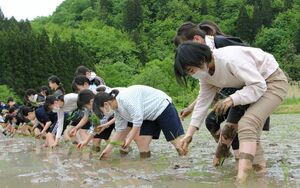 泥だらけになりながら田植えを体験した聖徳学園中学の1年生=阿賀町川口