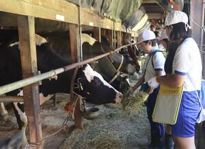 牛の餌やり体験をするなど牛乳ができる課程を学んだ子どもたち=柏崎市東長鳥
