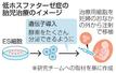 低ホスファターゼ症の胎児治療のイメージ