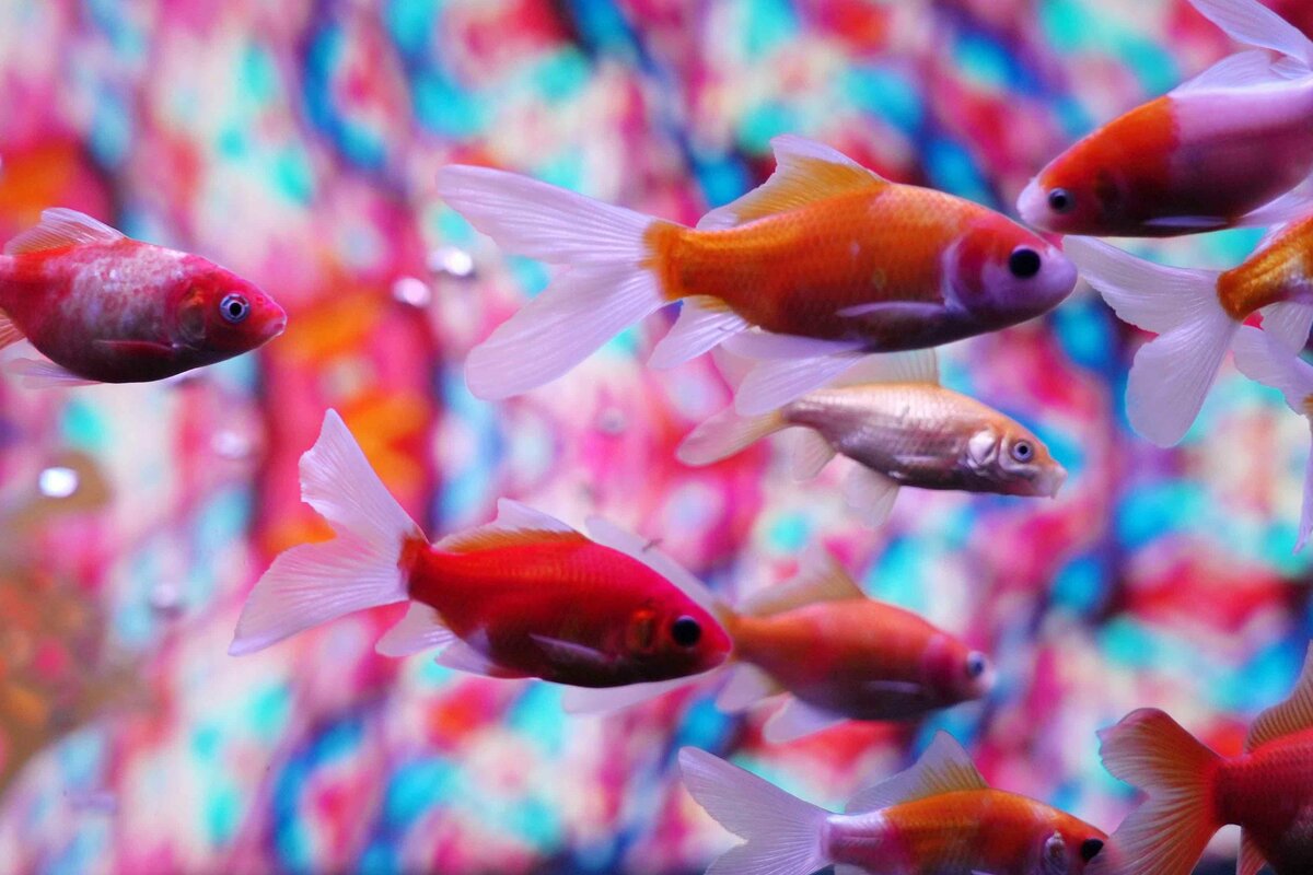 動画あり】異次元の没入感！水中の夏祭り 新潟市で8月「錦鯉・金魚