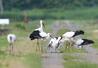 親鳥と餌をついばむコウノトリのひな=19日、上越市柿崎区