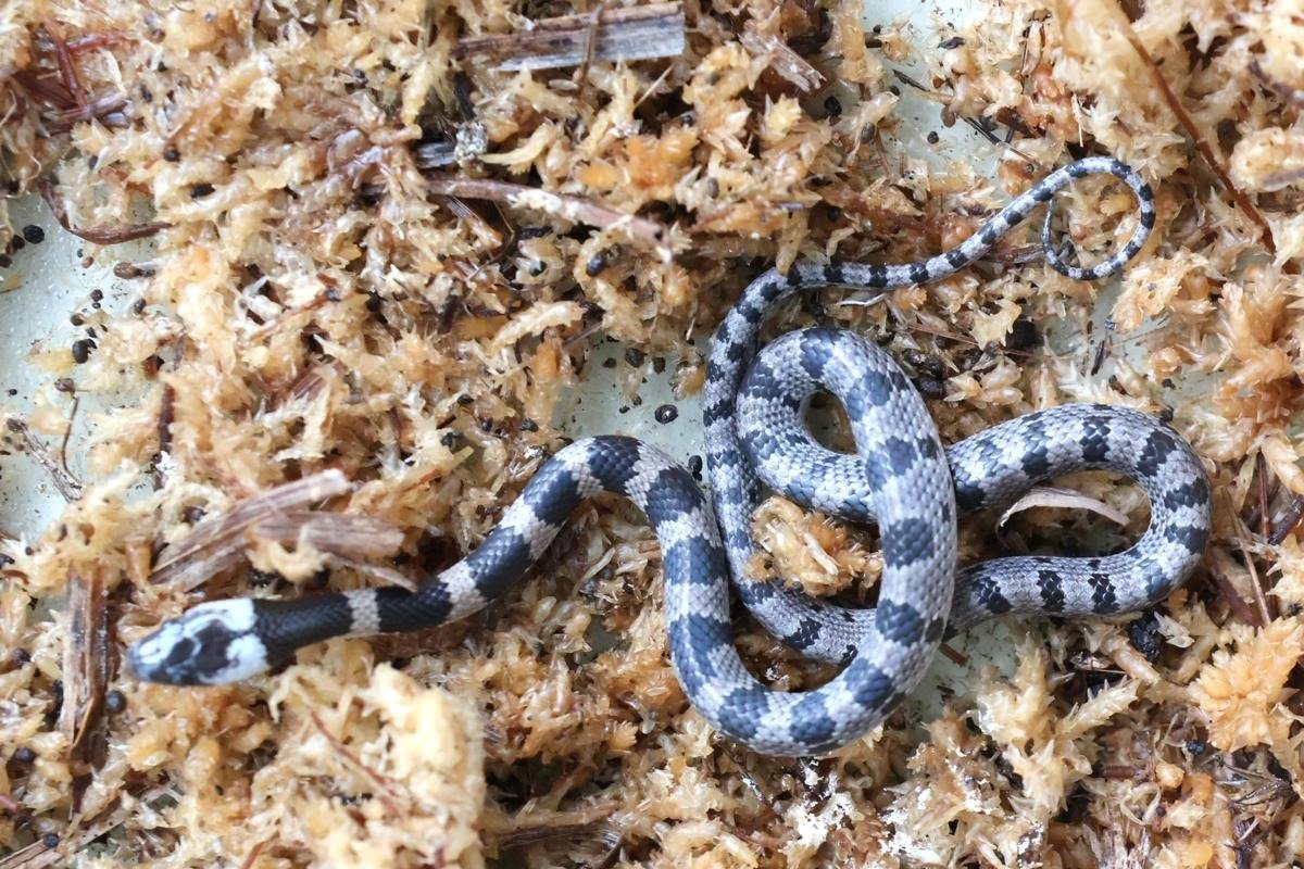 幻のヘビ”十日町市松之山で発見、捕獲！夜行性の「シロマダラ」毒は